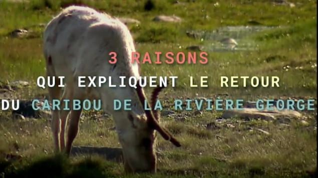 3 raisons qui expliquent le retour du caribou de la rivière George
