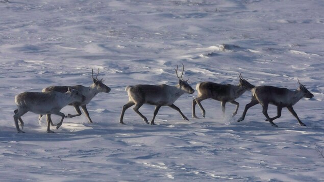 Des caribous sauvages errent dans la toundra du Nunavut. La harde de caribous de la Porcupine, connue pour ses migrations annuelles épiques entre les Territoires du Nord-Ouest et l'Alaska, est en plein essor après une décennie de déclin. 