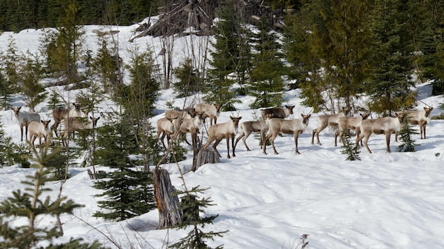 Un troupeau de caribous se déplace vers les plaines au printemps.
