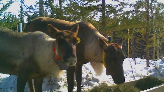 La commission indépendante sur les caribous fait escale en Abitibi-Témiscamingue