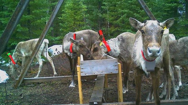 Fermeture de chemins dans l’habitat du caribou de Val-d’Or : « trop peu trop tard » selon Lac-Simon