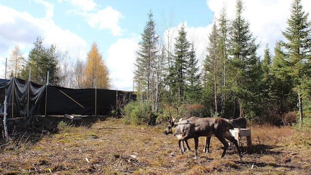 La Commission sur les caribous de passage en Abitibi-Témiscamingue à la fin du mois d’avril