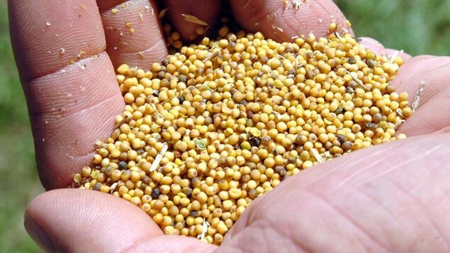 Graines de moutarde carinata. Graines de moutarde carinata.