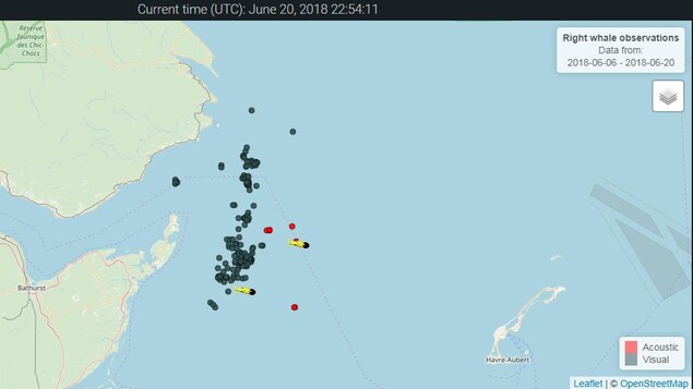 Une carte des observations de baleines noires est disponible en ligne : http://whalemap.ocean.dal.ca Une carte des observations de baleines noires est disponible en ligne : http://whalemap.ocean.dal.ca