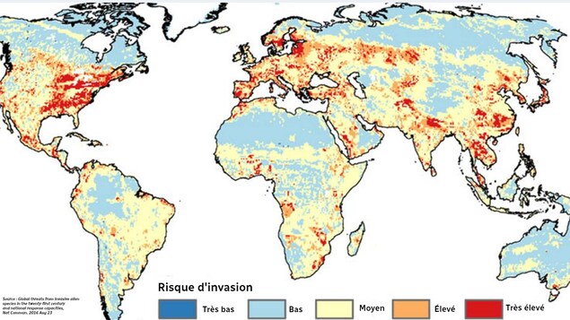Carte des risques d'invasion d'espèces non-indigène à travers le monde Carte des risques d'invasion d'espèces non-indigène à travers le monde