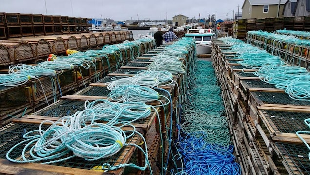 Dizaines de casiers à homards et de cordages sur un quai.