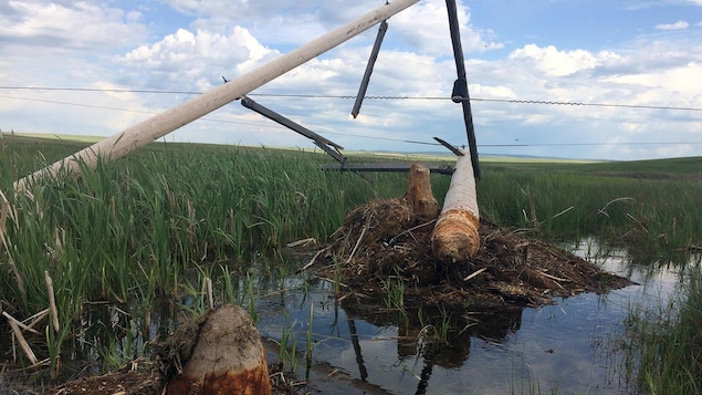 Un poteau électrique effondré dans un champ en Saskatchewan. Un poteau électrique effondré dans un champ en Saskatchewan.