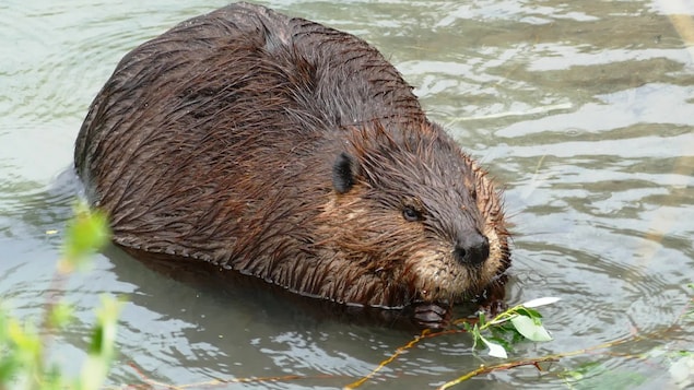 Un castor en el agua.