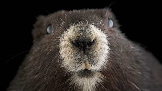 Une marmotte canadienne en voie de disparition devient la vedette d’un timbre américain