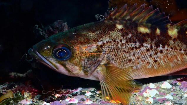 Des chercheurs britanno-colombiens créent un répertoire des sons de poissons