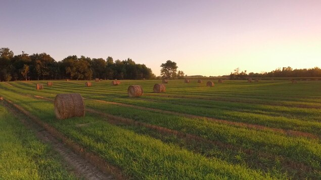 Ceinture de verdure : qui sont propriétaires des terrains?