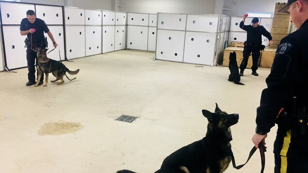 Une salle d'entraînement où l'on voit 3 chiens, 3 policiers et un mur blanc rempli de trous. Une salle d'entraînement où l'on voit 3 chiens, 3 policiers et un mur blanc rempli de trous.