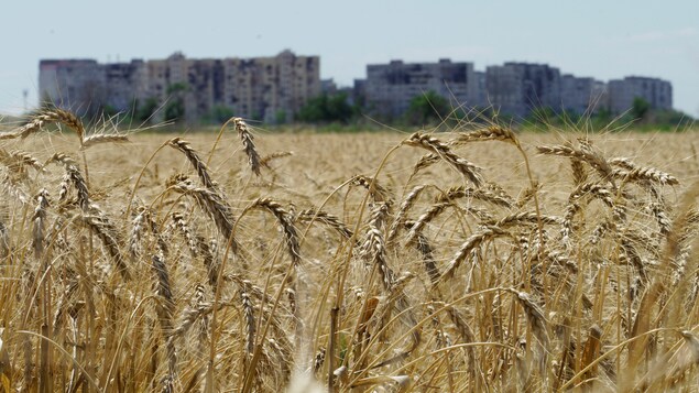 Le blé revient à son prix d’avant l’invasion russe après l’accord entre Moscou et Kiev