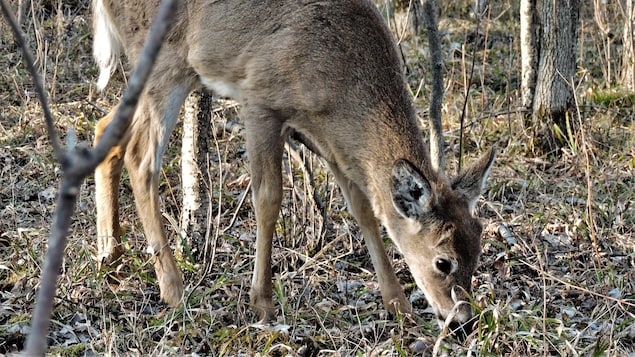 Longueuil devrait euthanasier environ 75 cerfs dès cet hiver