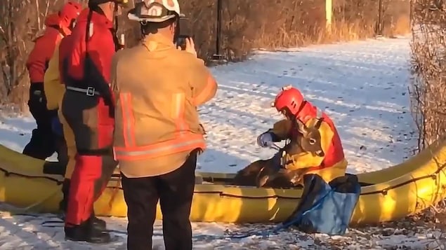 Des pompiers ont utilisé un canot afin de sauver un cerf