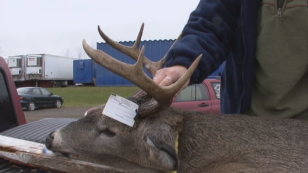 Un cerf mort étendu à l'arrière d'un véhicule