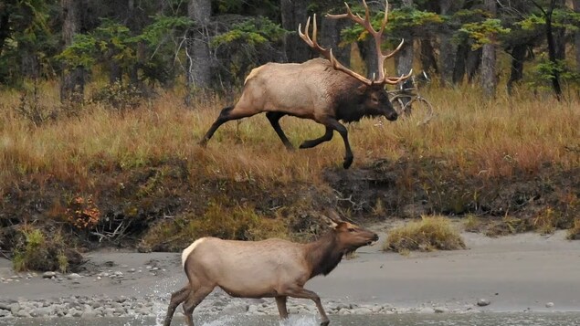 Deux cerfs près d'une source d'eau, dans les environs de Jasper, en Alberta en 2019.