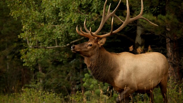 Un cerf rouge en forêt.