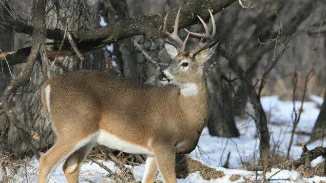 La COVID-19 détectée chez des cerfs en Saskatchewan