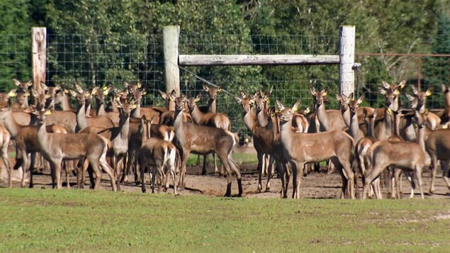 Des cerfs dans un enclos.