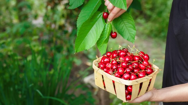 Les mains d'une personne cueillant des cerises