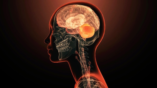 Le cerveau, résultat de la fusion de deux organes?