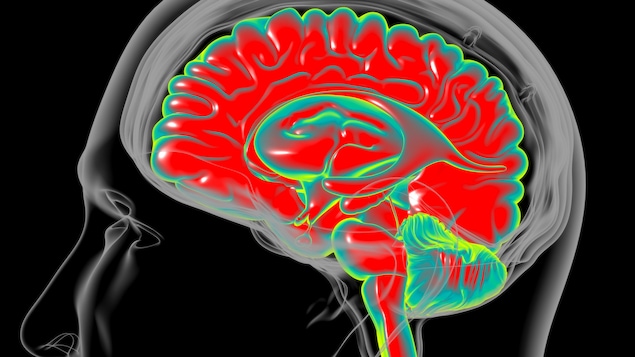 Illustration montrant le cerveau humain.