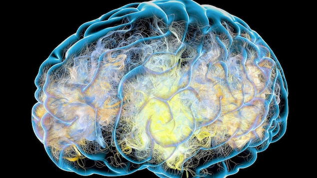 Illustration d'un cerveau humain.
