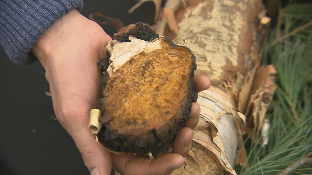 Le chaga est le champignon vedette de l'entreprise Chaga du Bas. Le chaga est le champignon vedette de l'entreprise Chaga du Bas.