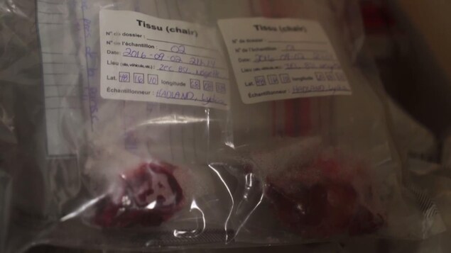 On voit en gros plan des morceaux de viande conservés dans des sacs de plastique transparents. Ils sont étiquetés, avec une date, un site de prélèvement et le nom de l'échantillonneur.