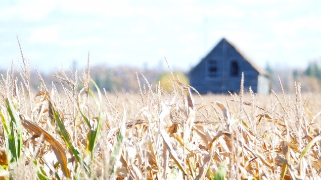 Un champ de blé prêt à être récolté, sous un soleil éclatant, avec une vieille maison de ferme bleu gris, à l'aspect délabré, en arrière-plan