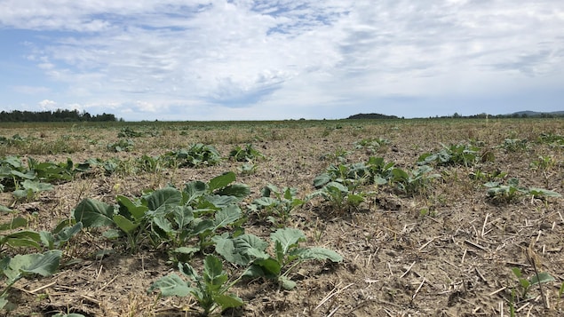 Un champ de canola