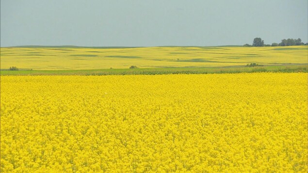 Un champ de canola