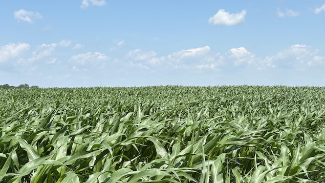 La Stratégie de sécurité alimentaire face à l’avenir incertain du milieu agricole
