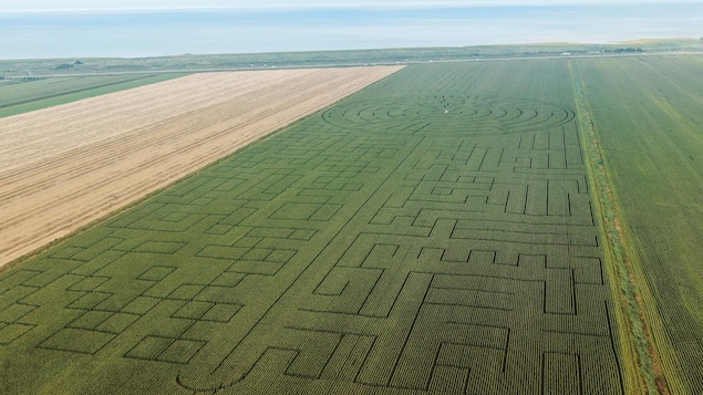 Vu du ciel, un immense champ de maïs avec des chemins formant un labyrinthe en automne.