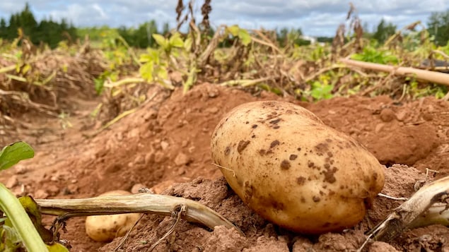 La majorité des patates du Nouveau-Brunswick maintenant exportées aux États-Unis