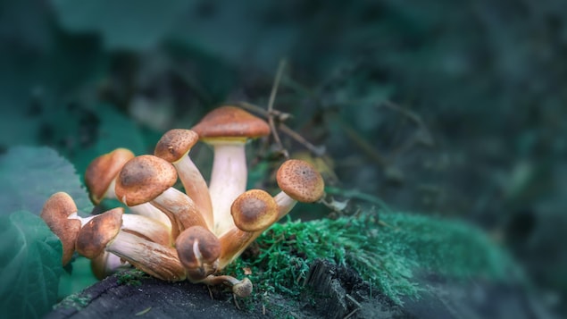 On voit en gros plan un groupe de champignons magiques qui poussent sur une souche.