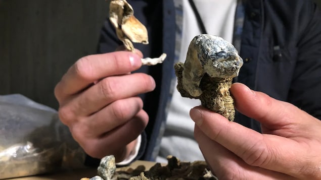 Un homme qui tient des champignons magiques. 