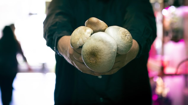 Dana Larsen tient des champignons dans ses mains.