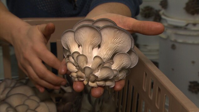 Quelque 200 kg de champignons sont récoltés chaque semaine. Quelque 200 kg de champignons sont récoltés chaque semaine.