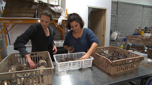 Lysiane Roy-Maheu et Dominique Lynch-Gauthier ont créé l'entreprise Blanc de gris. Lysiane Roy-Maheu et Dominique Lynch-Gauthier ont créé l'entreprise Blanc de gris.