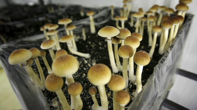 Vue sur un plant de champignons magiques.