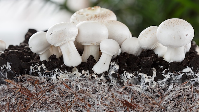 Des champignons et leur mycélium constitué d'une quantité innombrable de minuscules filaments.
