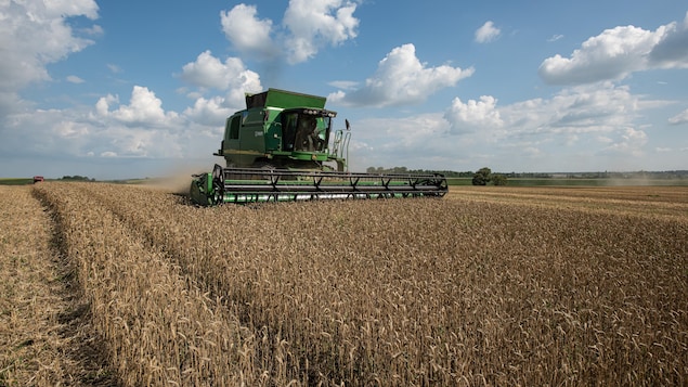 Un tracteur dans un champ de blé. 