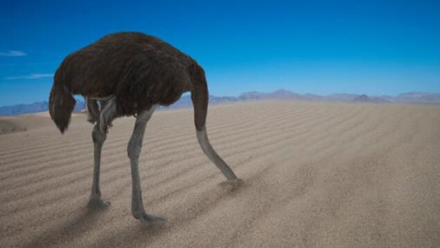 Une autruche avec la tête dans le sable.