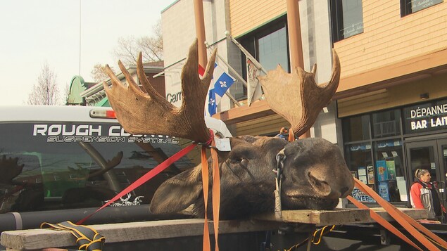 Chasse à l’orignal à La Tuque : qui rapportera le panache le plus imposant?