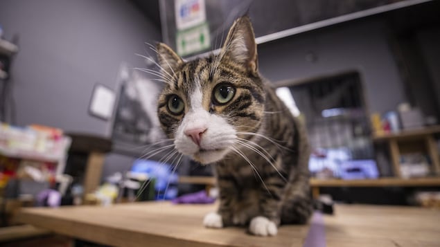 Un chat nommé Marshmallow.