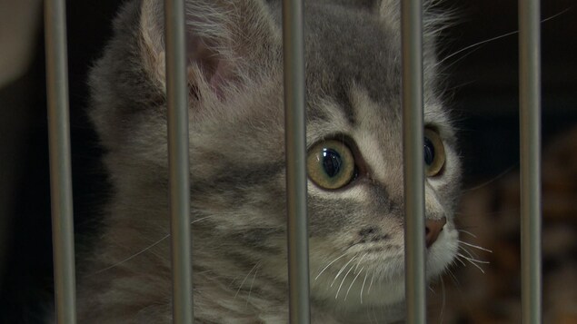 Un chat abandonné à Gaspé.