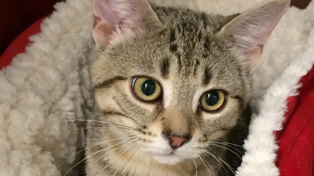 Un chat disponible pour l'adoption au Refuge La Bonne Étoile de Rouyn-Noranda.