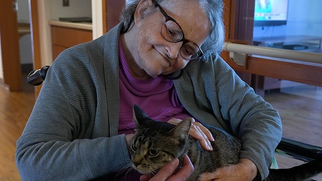 Un chat sur une aînée.